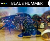 Blaue Krebs