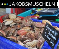 La coquille Saint-jacques